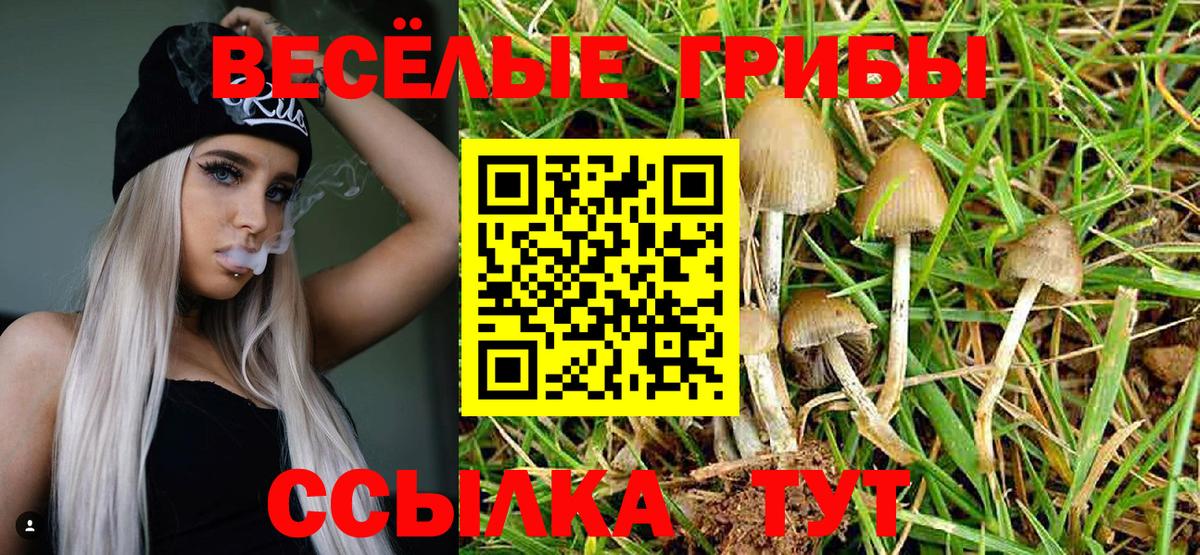 Псилоцибиновые грибы мицелий Отрадный